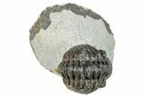 Enrolled Phacopid (Adrisiops) Trilobite - Jbel Oudriss, Morocco #249716-2